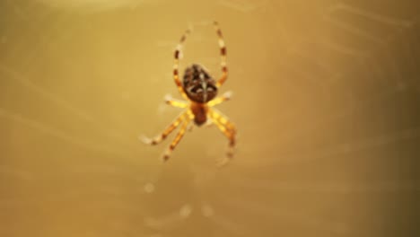 Spider-on-cobweb-close-up-waiting-for-the-future-victim