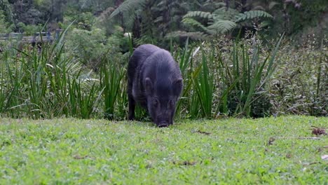 Cerdo-Negro-Grande-Comiendo-Hierba-Y-Meneando,-Cola-Oscilante-Al-Borde-Del-Bosque-En-Timor-Leste,-Sudeste-De-Asia