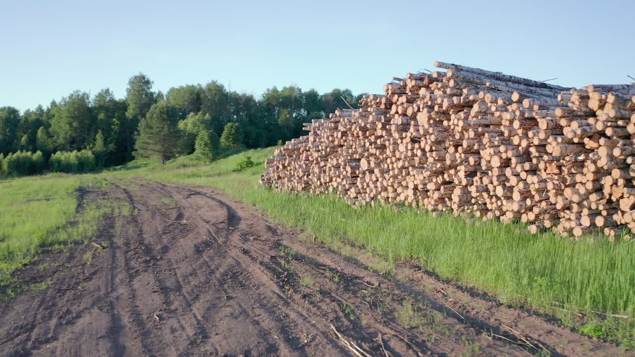 troncos cortados de abedul en el prado verde en el bosque