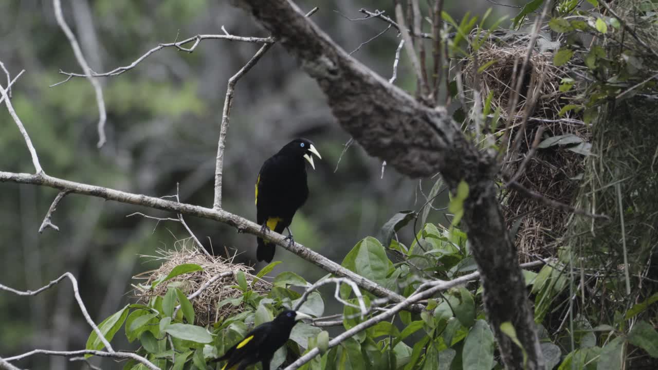 Cacique male sitting and calling near the nest