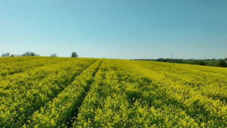 Close-up-shot-of-a-dense-patch-of-small-yellow-flowers,-showcasing-the-intricate-details-of-the-petals-and-green-foliage