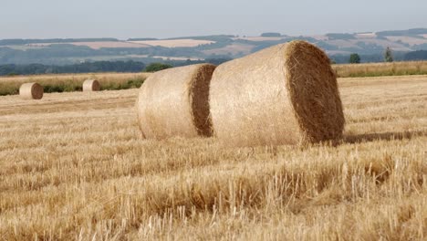 round-hay-bails-fresh-from-harvest-in-the