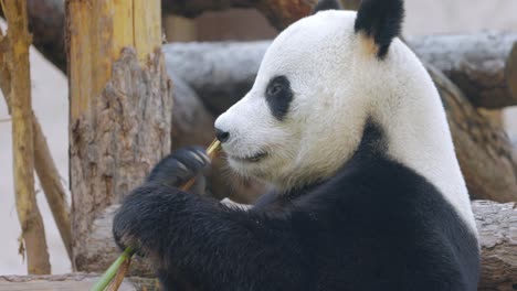 Giant-panda-(Ailuropoda-melanoleuca)-also-known-as-the-panda-bear-or-simply-the-panda,-is-a-bear-native-to-south-central-China.