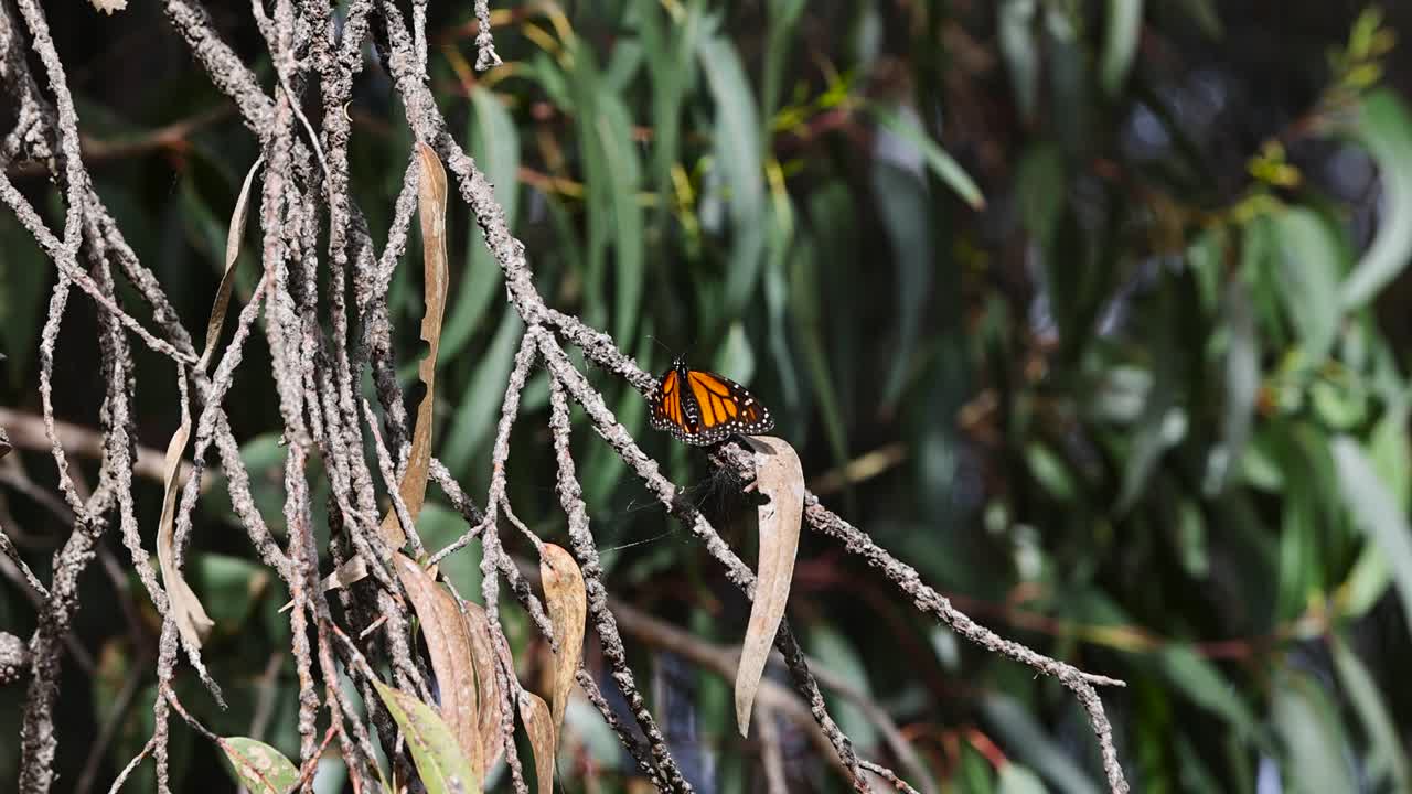 a single beautiful monarch butterfly sunning on a tree branch STATIC SHOT
