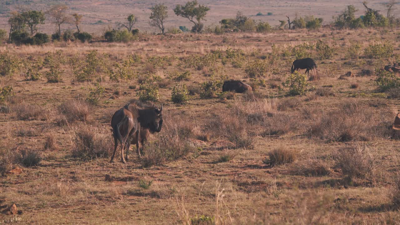 ñu común aplastando moscas con cola, rebaño descansando en la sabana