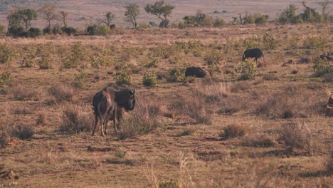 Gemeinsame-Gnus-Schlagen-Fliegen-Mit-Schwanz,-Herde-Ruht-In-Der-Savanne