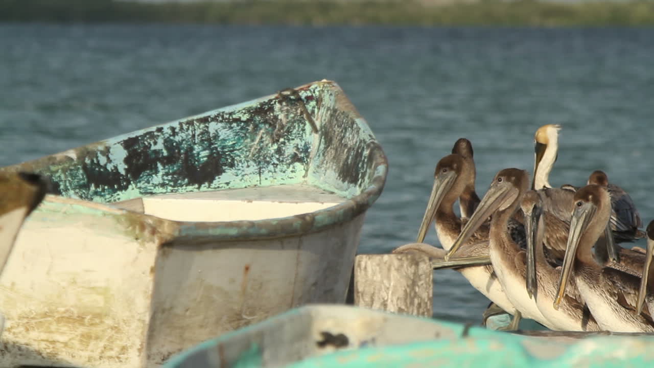 largartos 펠리컨 00