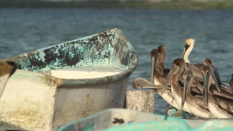 largartos pelicans (大<unk>) 魚類的魚類魚類和其他動物的動物