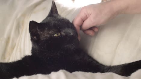 Pet-owner-stroking-face-of-black-cat-medium-shot