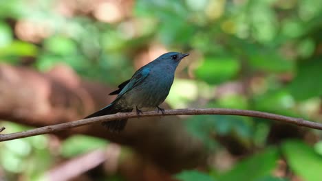 Chirriando-Y-Girando-Mientras-Está-Posado-En-La-Vid-En-El-Bosque,-Papamoscas-Verditer-Eumyias-Thalassinus,-Tailandia