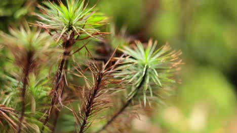 detailed view of green moss in nature