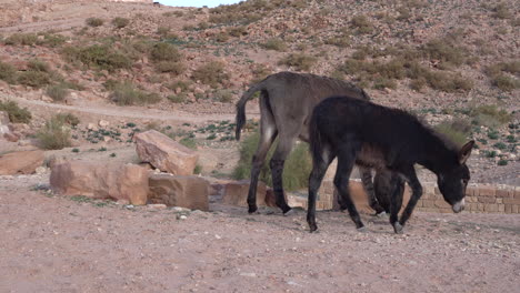 two donkeys eating grass in the valley of city of petra