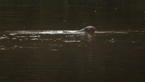 Ein-Einzelner-Riesenotter-Taucht-Aus-Dem-Wasser-Auf-Und-Spritzt-In-Zeitlupe-Und-Taucht-Wieder-Unter