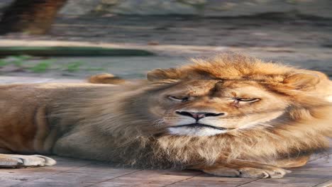 un león en un zoológico