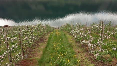 Rows of blooming apple trees passing on both sides of camera with sørfjorden Hardangerfjord in background - Overcast spring day