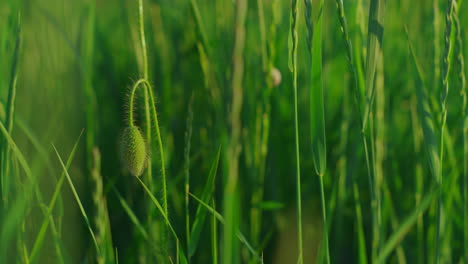 Closeup-closed-poppy-flower-growing-vivid-green-grass-field.-Closed-papaver