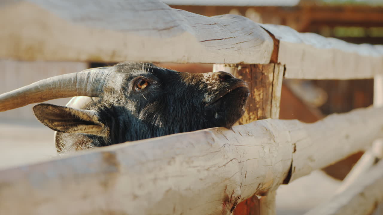 el niño le da una golosina a una cabra negra que asoma la cabeza por la grieta de la cerca de la granja