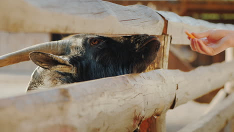 the child gives a treat to a cool black goat who sticks his head through the crack of the fence farm