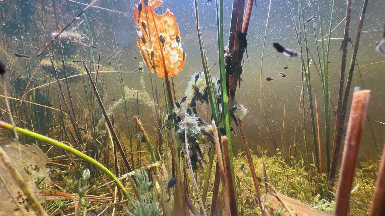Newly hatched Moor frog (Rana arvalis) tadpoles in a small pond. Estonia.
