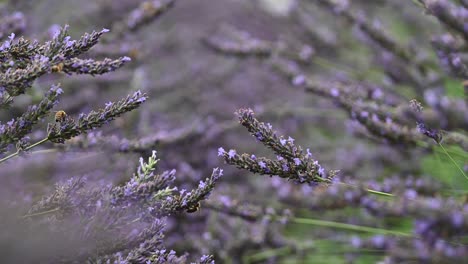 campo de lavanda con abejas