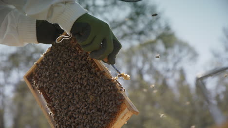 beekeeping - beekeeper scraping wax from a frame, slow motion close up