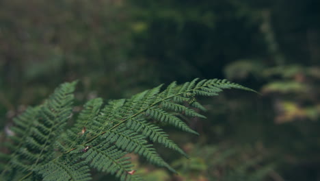 green fern in the forest