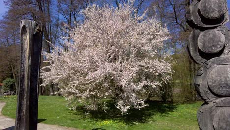 Botanical garden in the city of Olomouc with flowering trees and wooden statues on a sunny spring day, Czech Republic