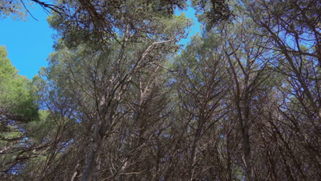 ángulo bajo de árboles en el bosque moviéndose debido al viento