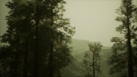 Fog-and-pine-trees-on-rugged-mountainside-and-coming-storm