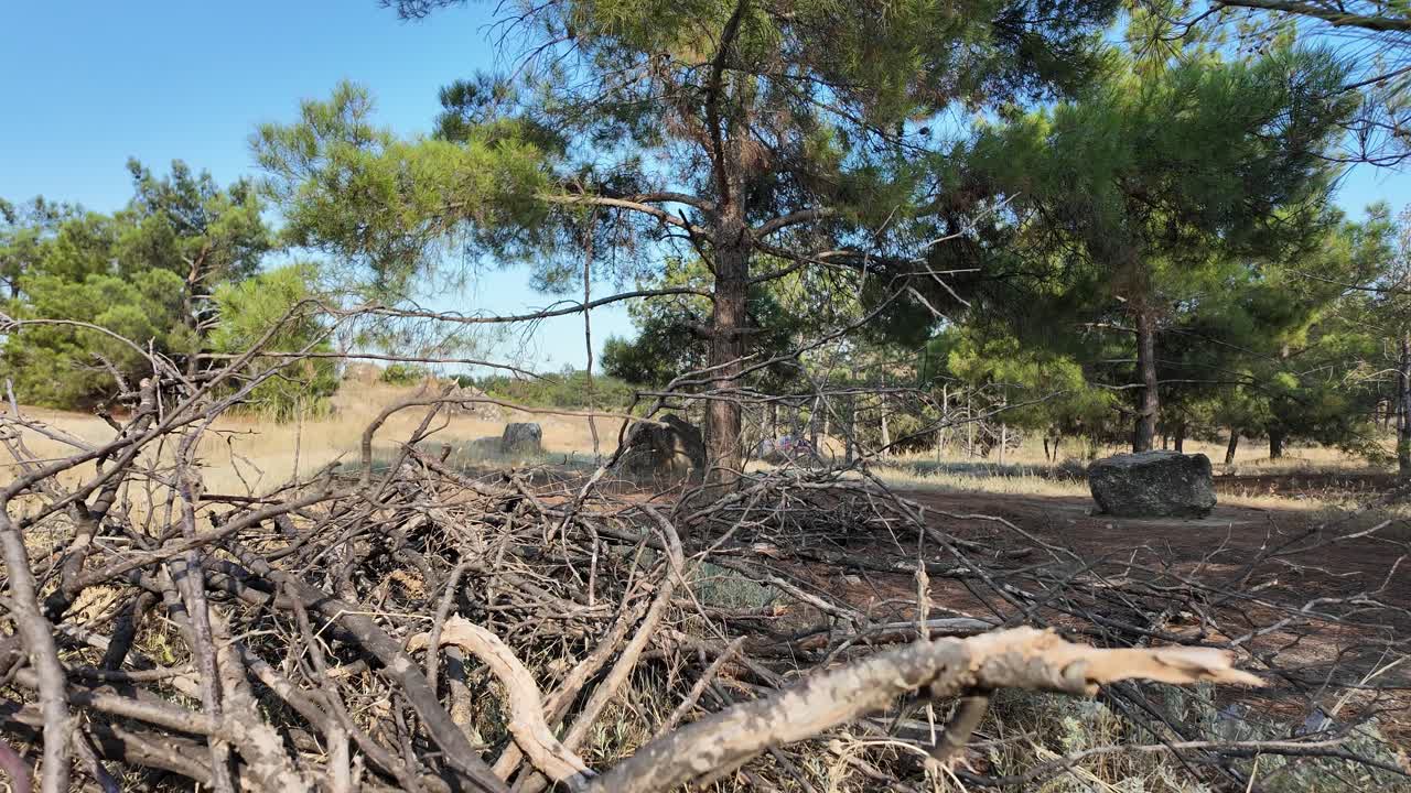 vaga por la tranquila belleza de crimea, donde los árboles iluminados por el sol y las rocas esparcidas crean un paisaje sereno, invitando a la paz y la reflexión en la naturaleza.