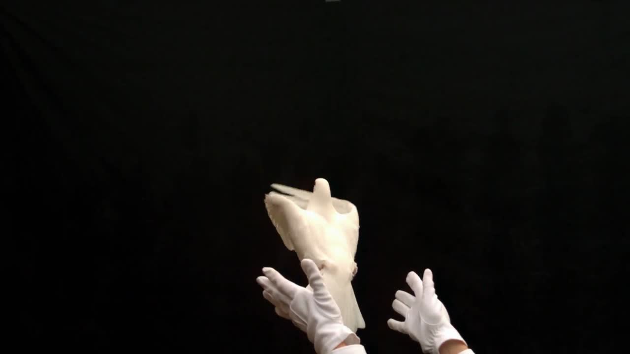 mago liberando una paloma blanca sobre un fondo negro