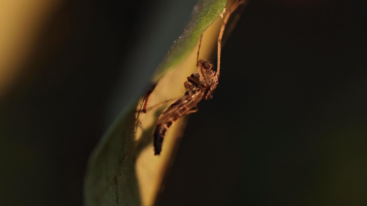 un mosquito posado en una hoja