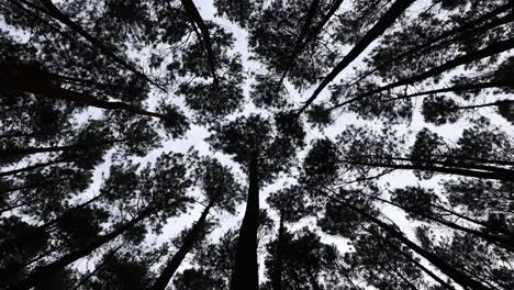 low angle view of a pine forest