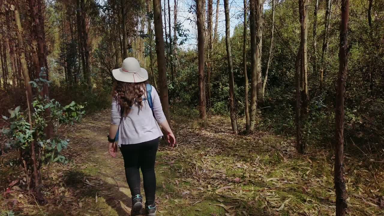 Tracking shot of a solo woman from her back wearing a white hat, hiking in the Forest of Cusco, on a beautiful sunny day. Surrounded by tall green trees. Rear view. enjoying the tranquillity.