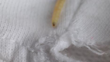 larva de polilla arrastrándose en tela blanca tejida