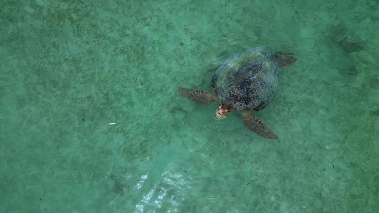 Sea turtle swimming takes a breath peacefully in crystal clear turquoise ocean water, enjoying marine environment and vibrant underwater ecosystem. Magic aerial view drone camera pointing down