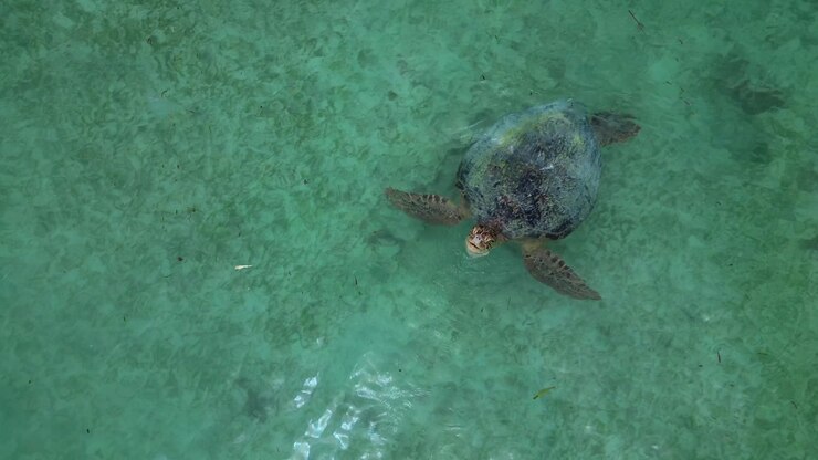 Sea turtle swimming takes a breath peacefully in crystal clear turquoise ocean water, enjoying marine environment and vibrant underwater ecosystem. Magic aerial view drone camera pointing down