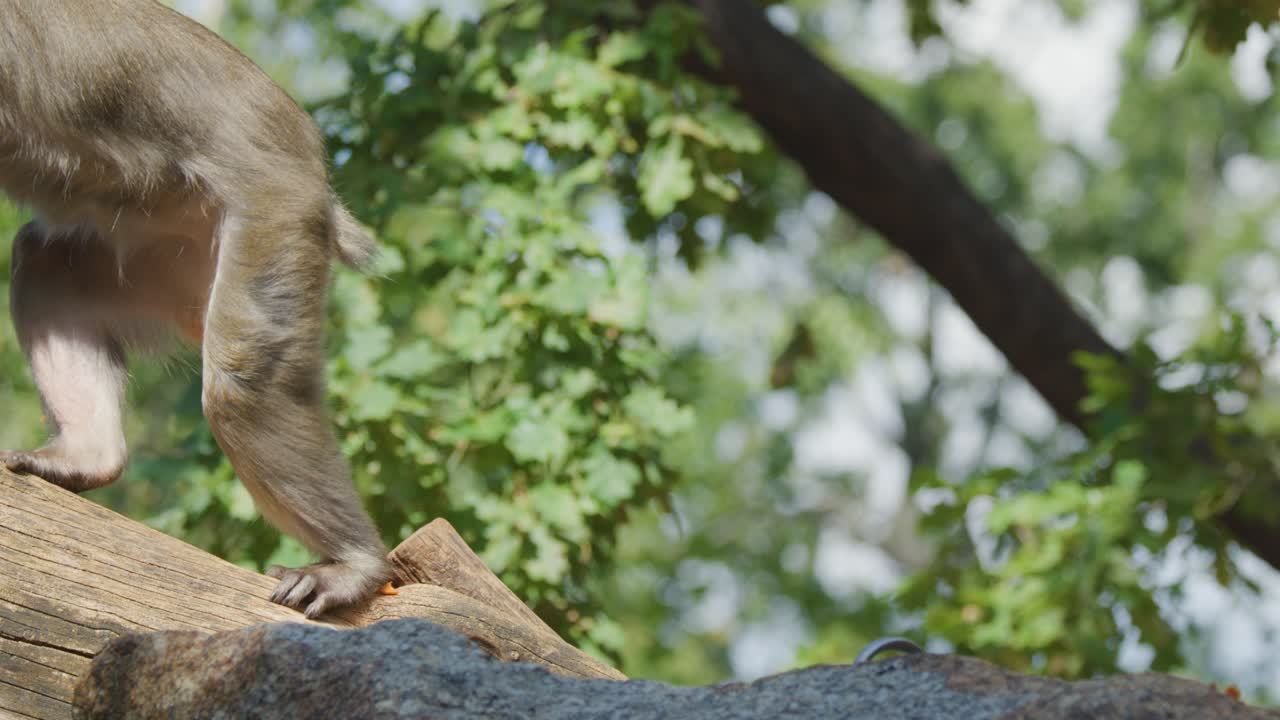 A rhesus macaque sits alertly on a log in a zoo habitat, then shifts position and begins to move away. Bright daylight, naturalistic setting
