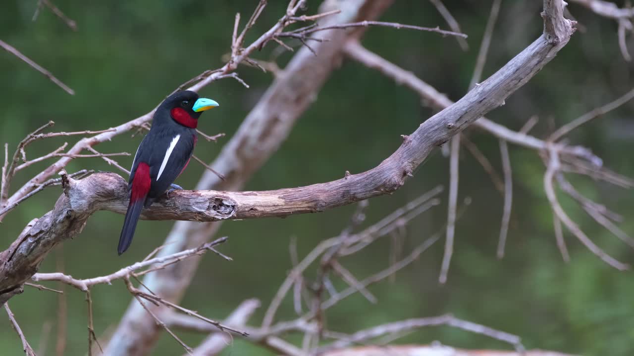 visto desde atrás en el lado izquierdo y luego vuela hacia otra rama, pico ancho negro y rojo, cymbirhynchus macrorhynchos, parque nacional kaeng krachan, tailandia