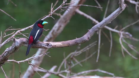 seen from its back on the left side then flies up to another branch, black-and-red broadbill, cymbirhynchus macrorhynchos, kaeng krachan national park, thailand