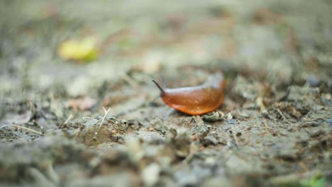 macro shot of a slug slowly moving along on a dirt path