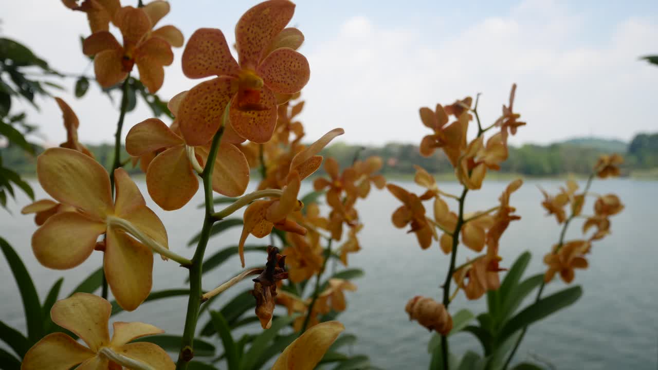 Orange Orchids by the Lake