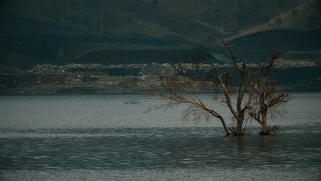 dry tree in the river high river level flood of the river