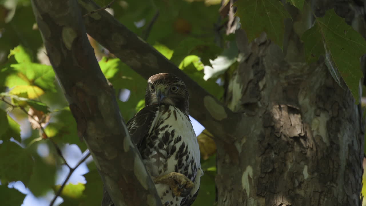 Falco in un albero