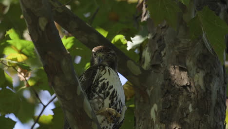 halcón en un árbol