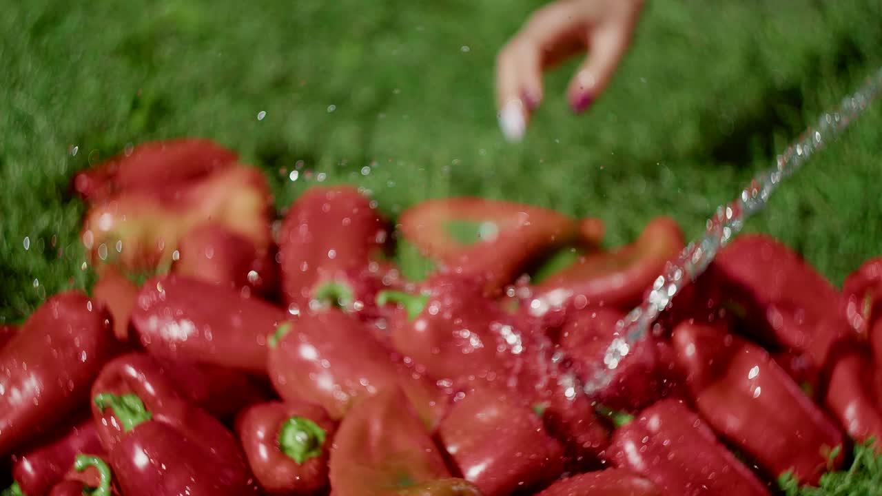 primer plano de manos femeninas lavando frutas de pimienta roja en la hierba con una manguera
