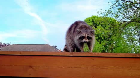 a brave raccoon on a fence - wide daytime shot of a furry forest creature