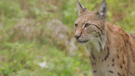 the eurasian lynx (lynx lynx) in the forest.