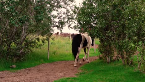 Tomas-De-Amistosos-Caballos-Islandeses-En-La-Granja