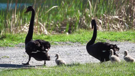 precious family of new zealand young black swans waddling to pond